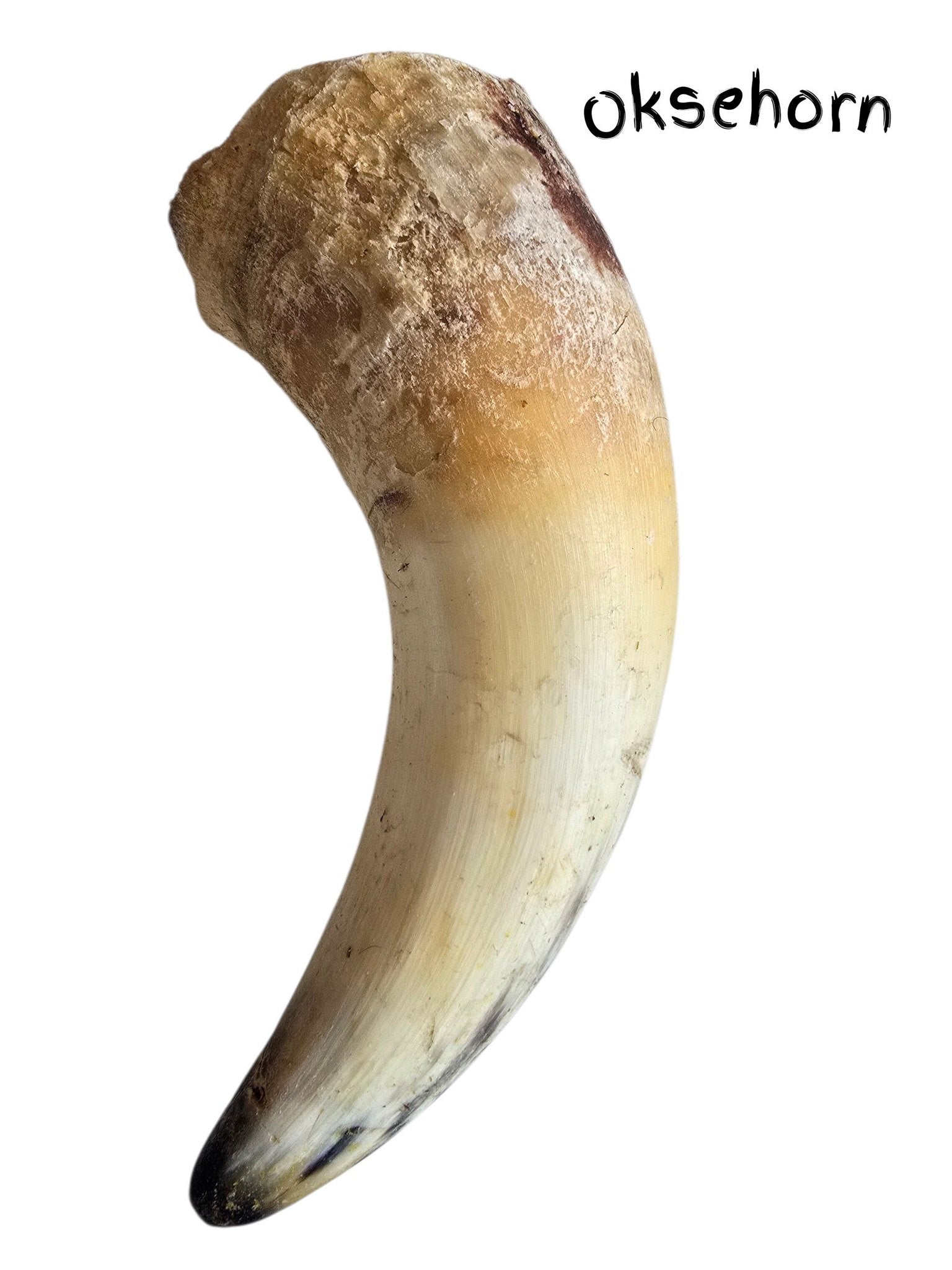 Oksehorn